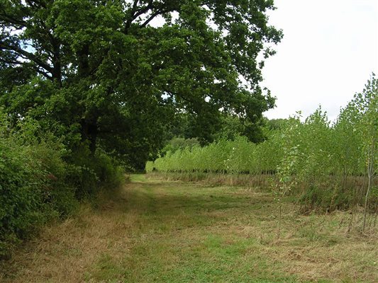 Walking around farm